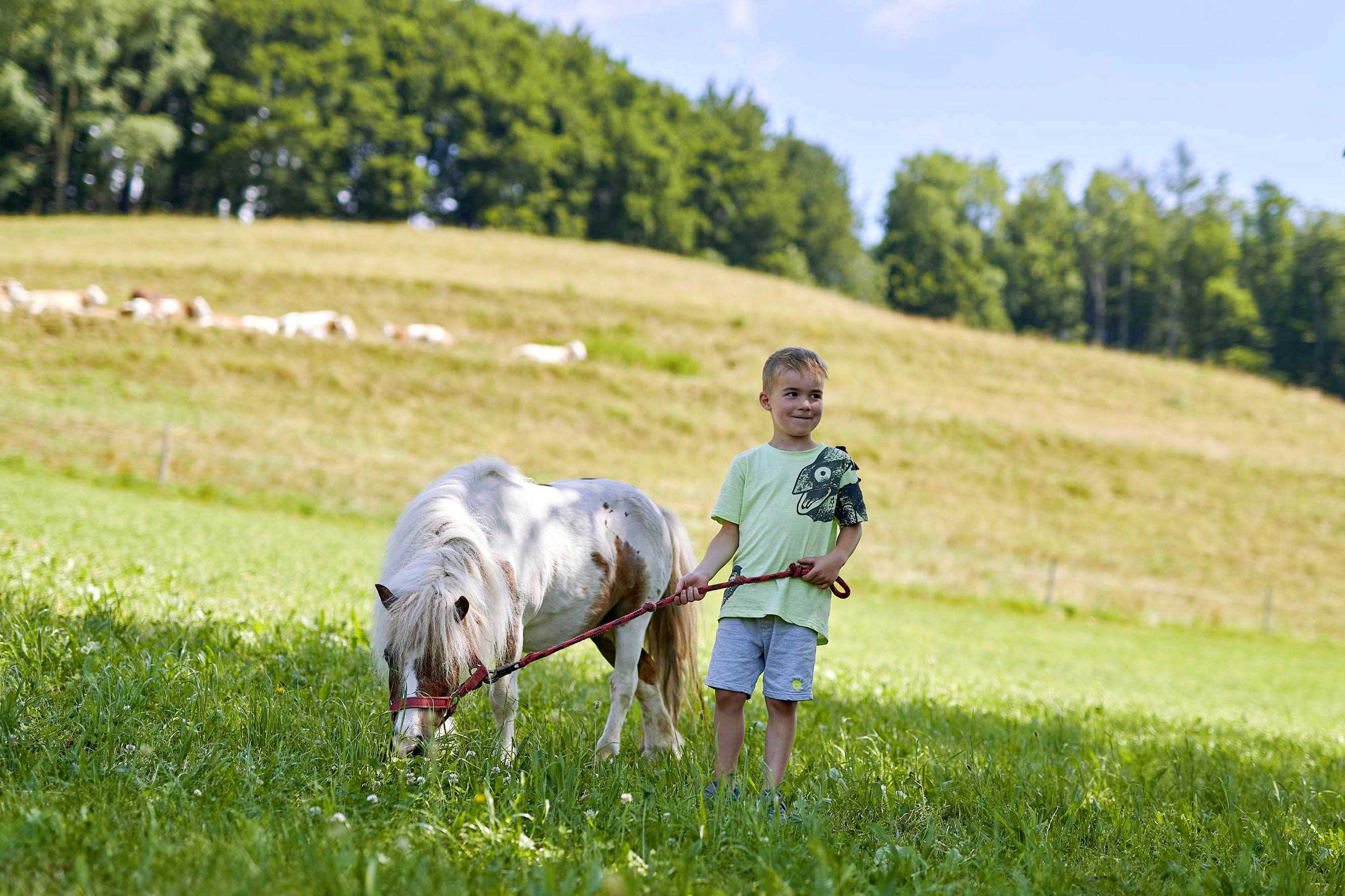 Bergbauernhof Ponys Pferde Kühe Kälbchen Ziegen